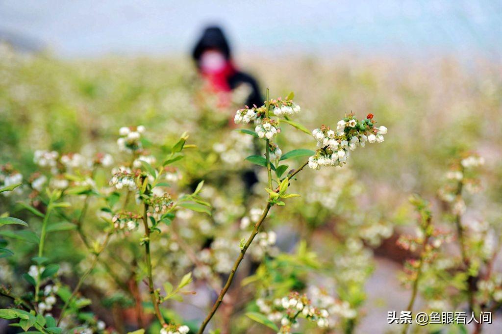 最新爱人者的观点论述概览